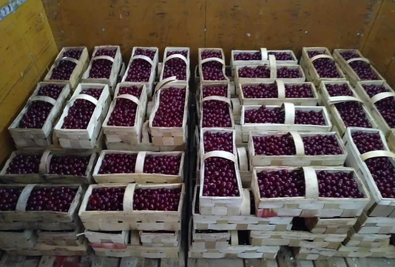 Widoki na sezon wiśniowy 2019