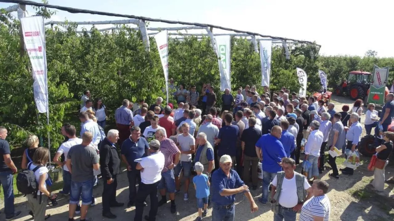 Tak było podczas VI edycji Letnich Pokazów Czereśniowych