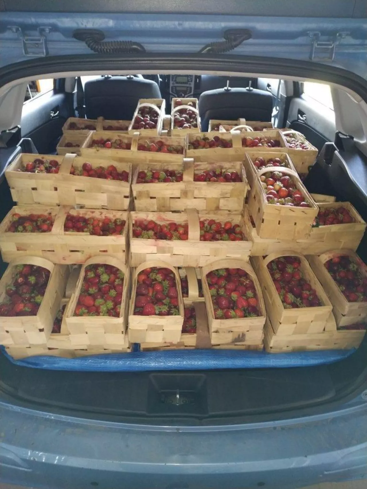 Podsumowanie sezonu truskawkowego 2019