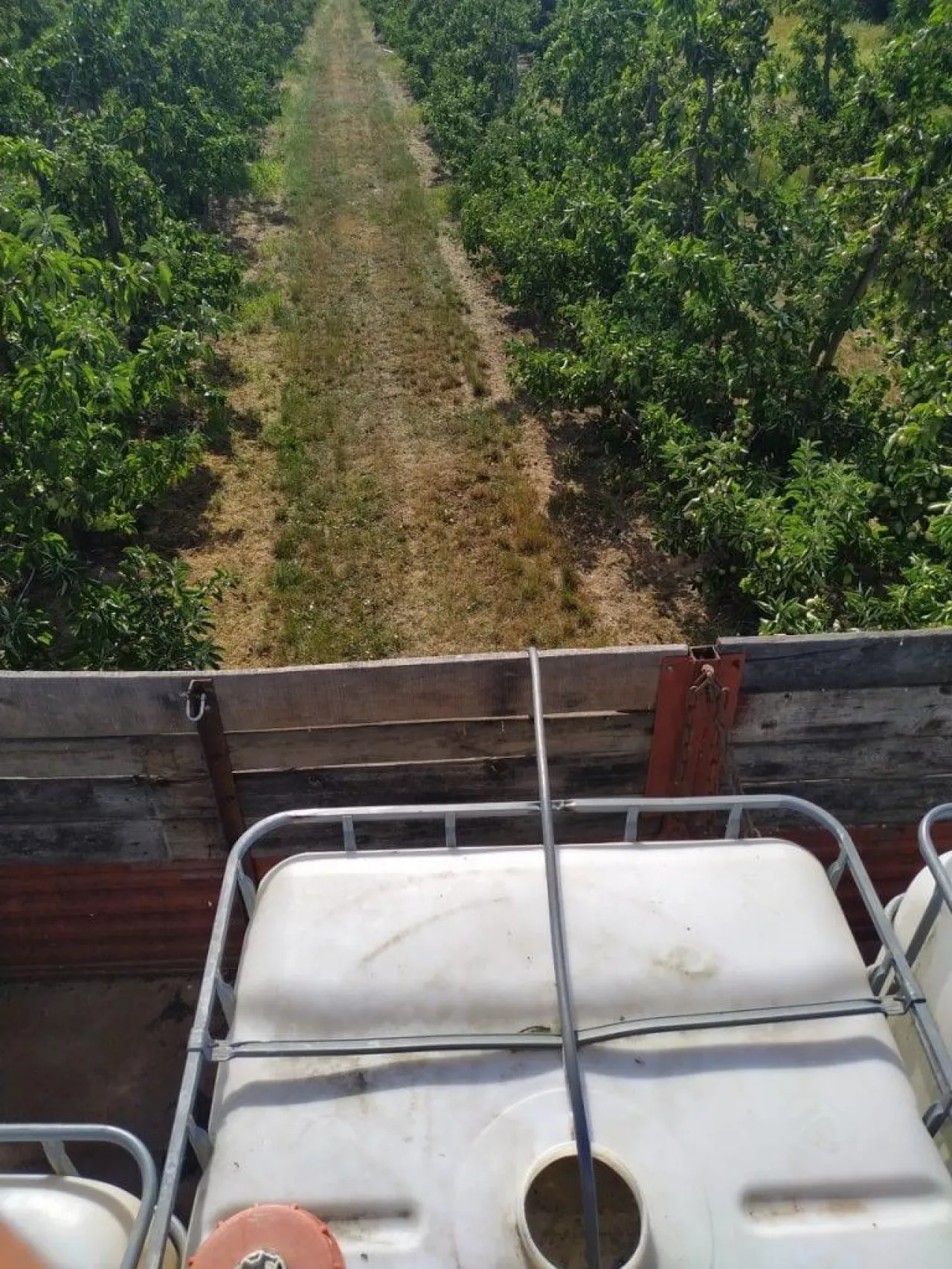 Podlewanie sadu daleko od domu - lipiec 2019