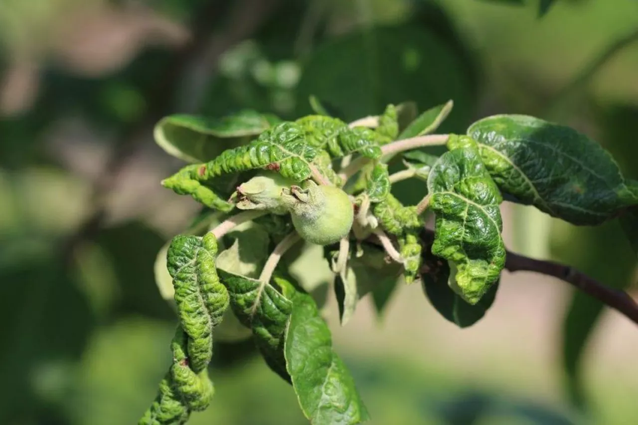 Efekt żerowania mszycy jabłoniowo-babkowej