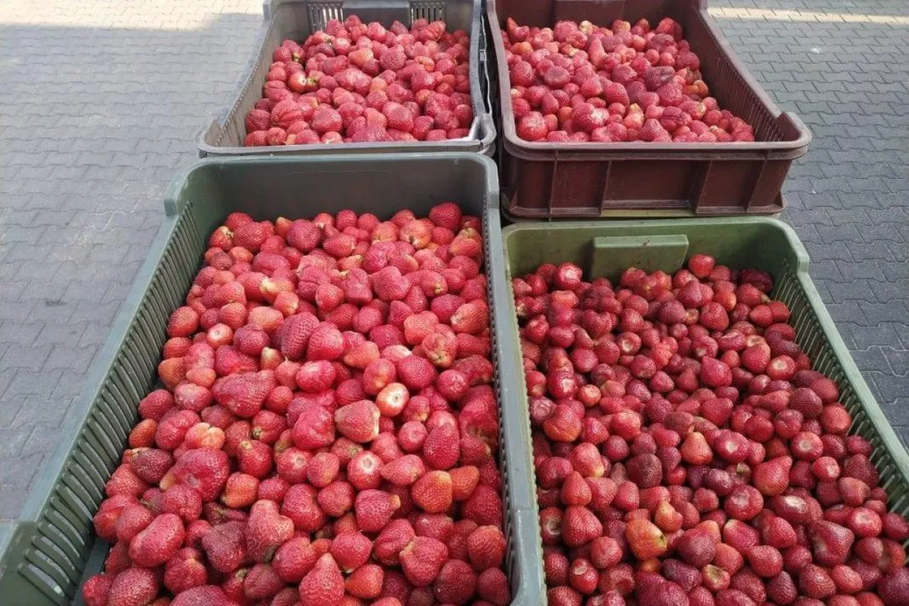 Pogoda skróci sezon truskawkowy