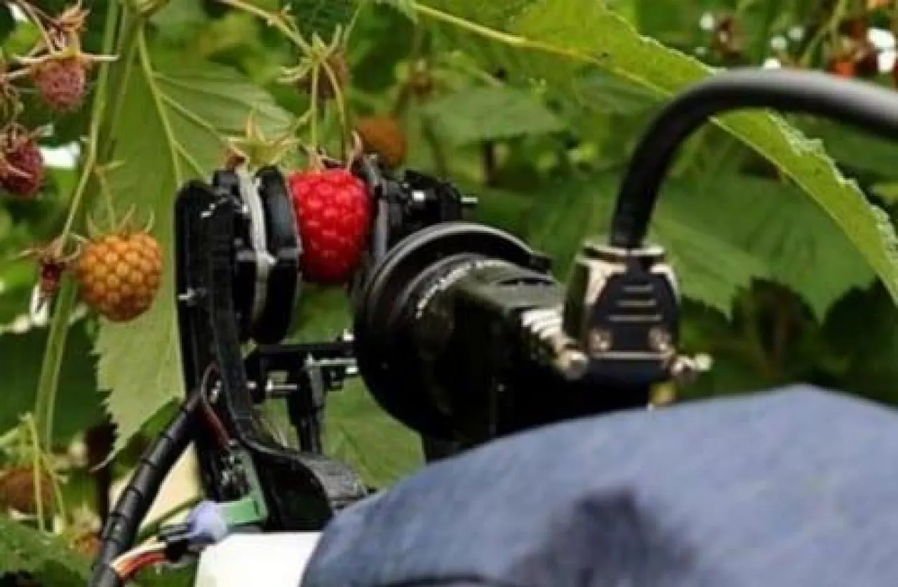 Robot to zbioru owoców jagodowych