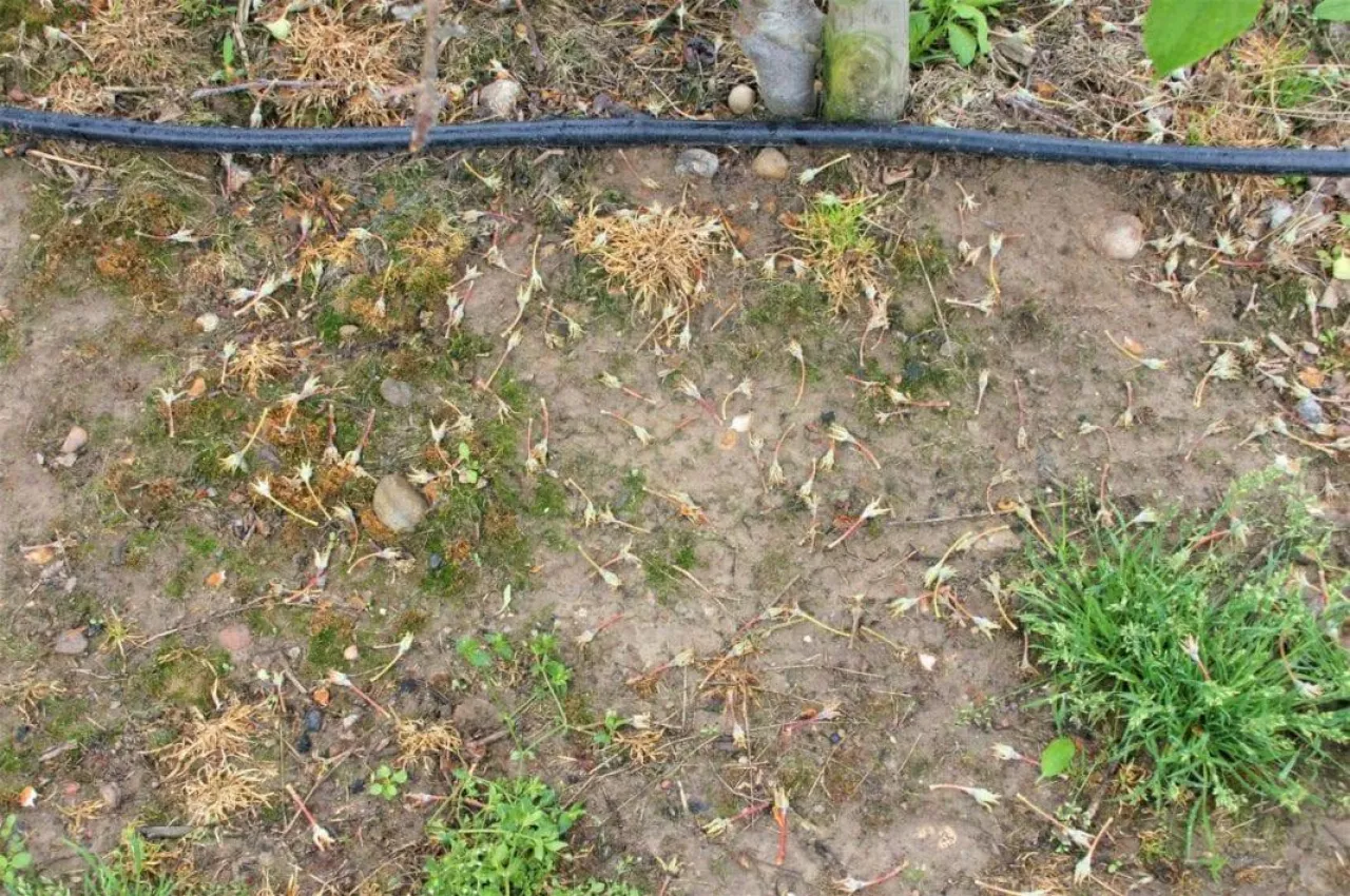 Opadanie zawiązków