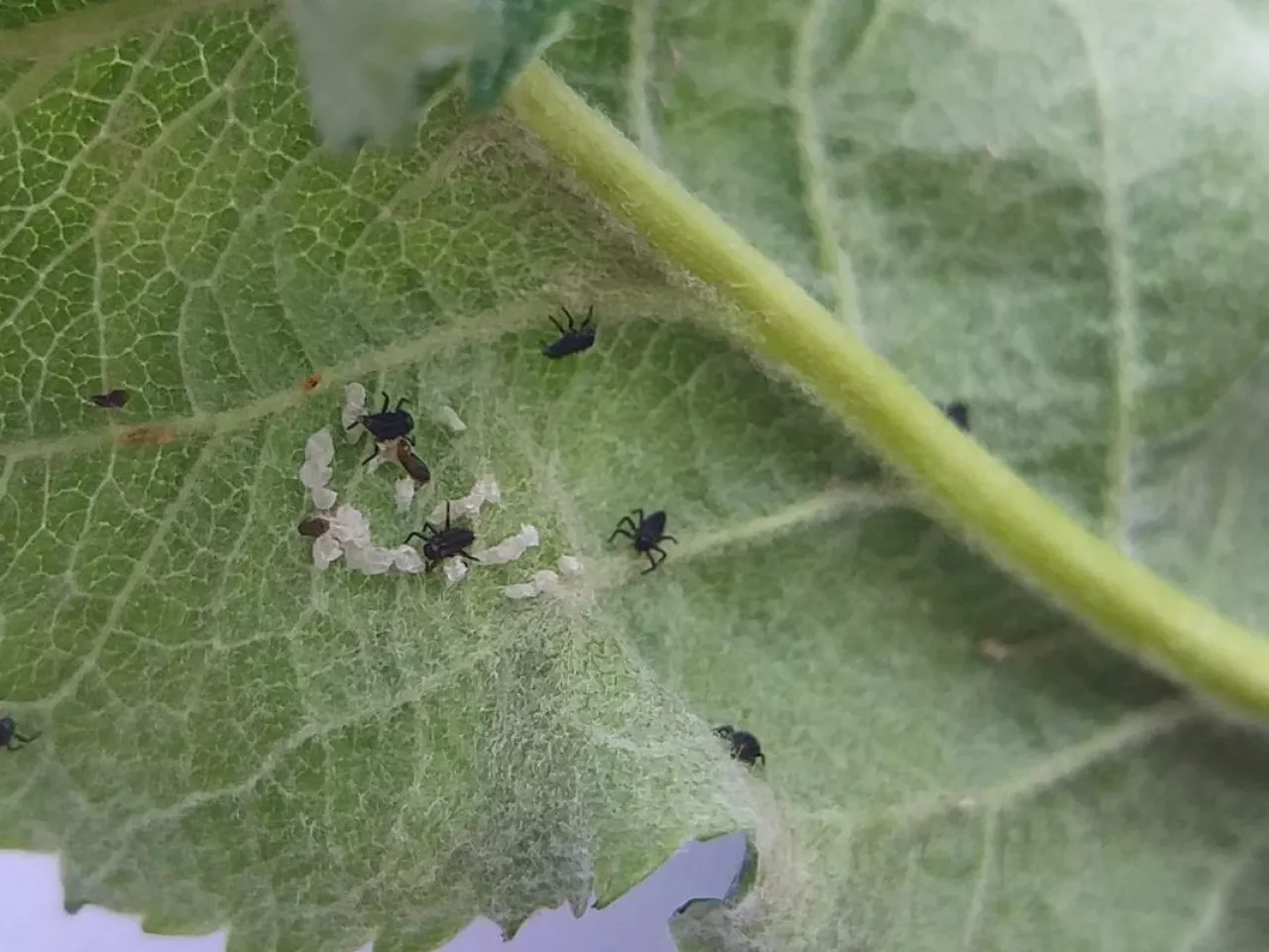 Bardzo młode larwy biedronek