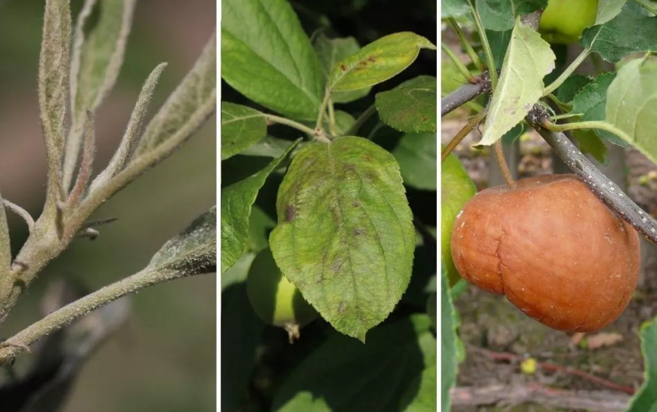 Mączniak i parch jabłoni nie odpuszczają, szara – również