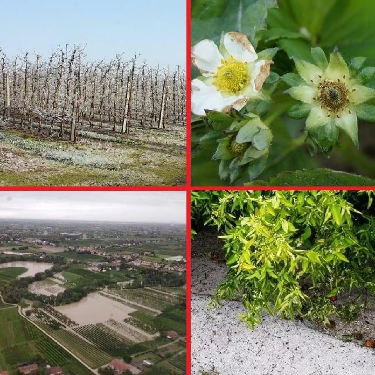 Siła natury i jej wpływ na ceny owoców