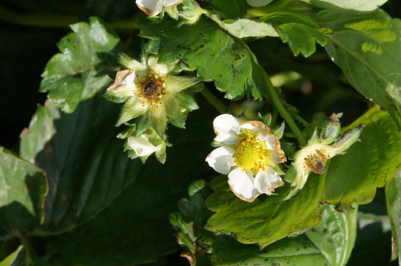 Ceny truskawek, a koszt produkcji