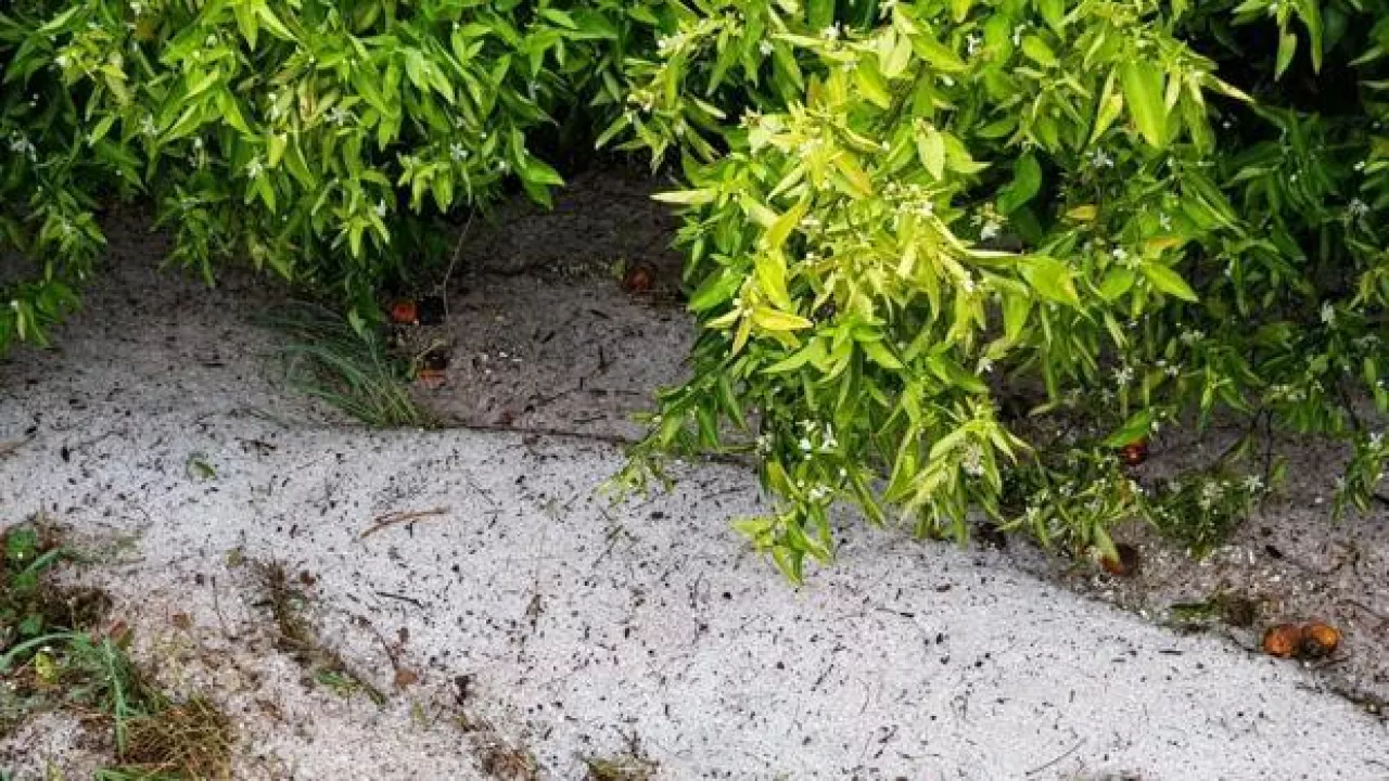 Grad zniszczył hiszpańskie cytrusy