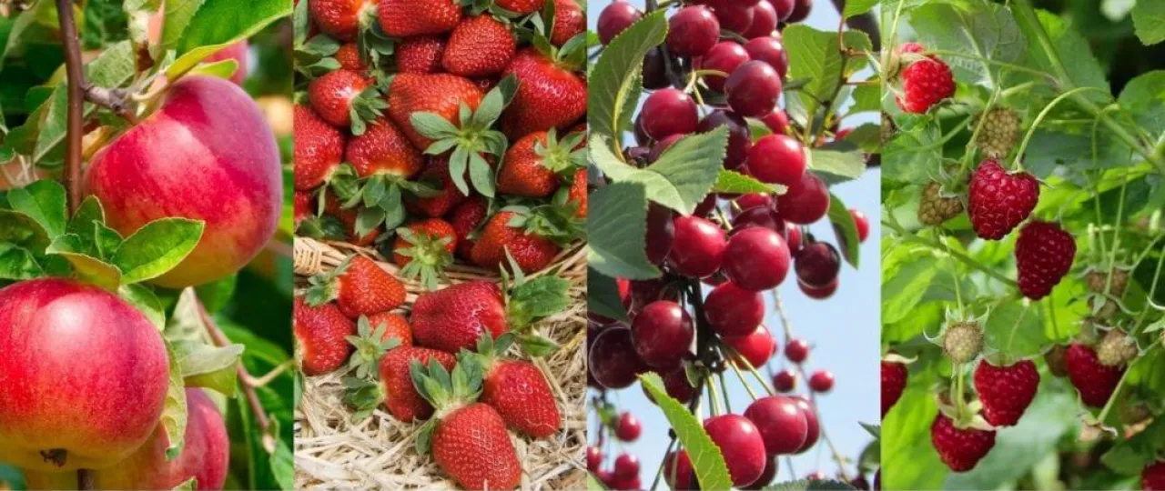 Umowy kontraktacyjne – przedziały cenowe