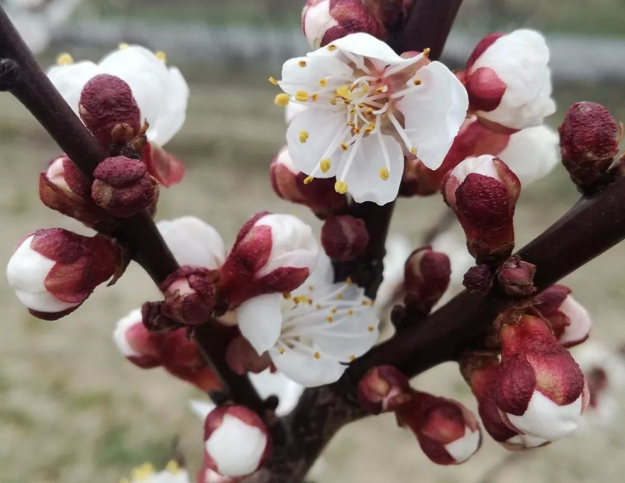 Kwitnienie moreli 2019