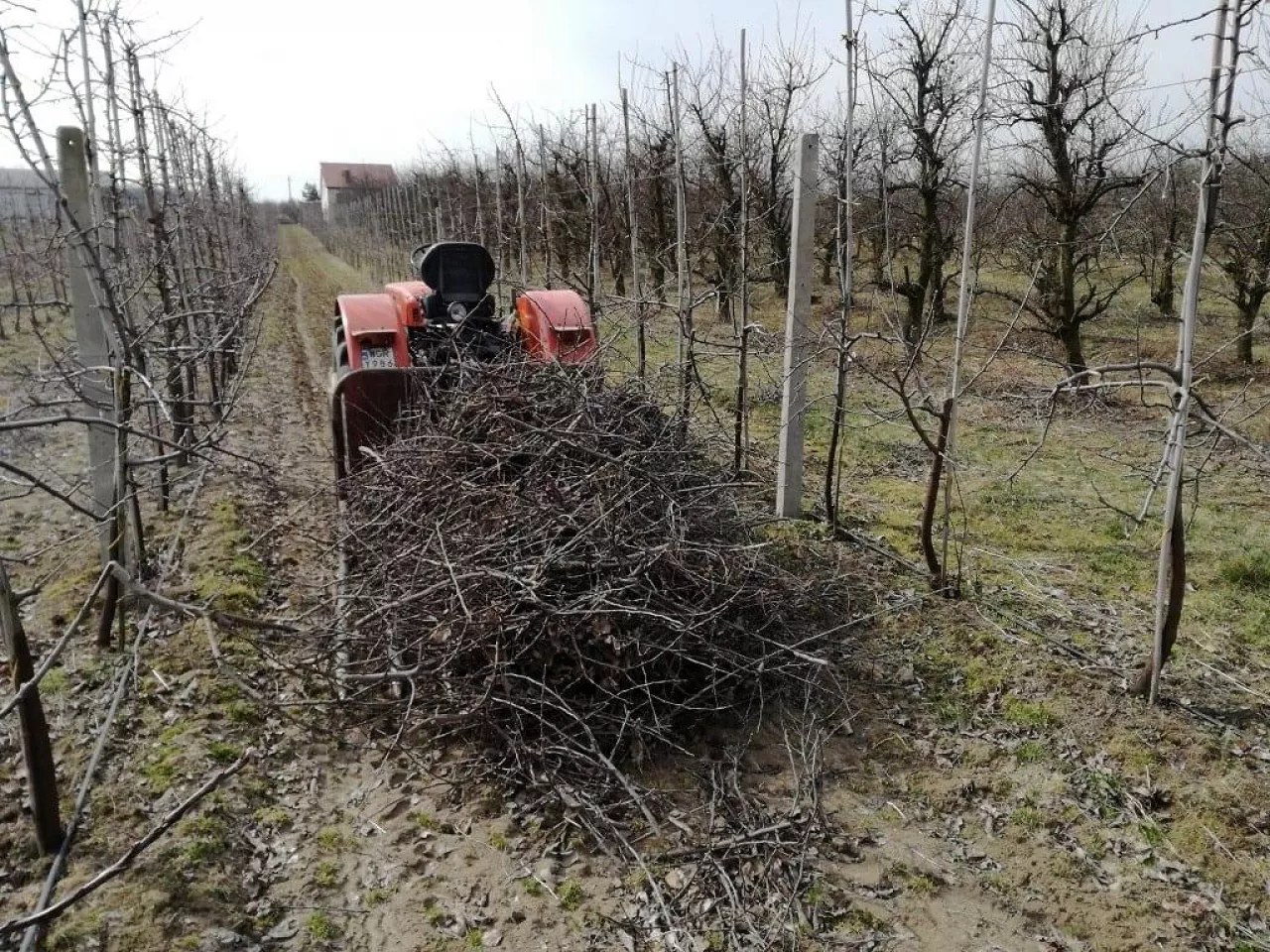 Palić czy rozdrabniać gałęzie w sadzie
