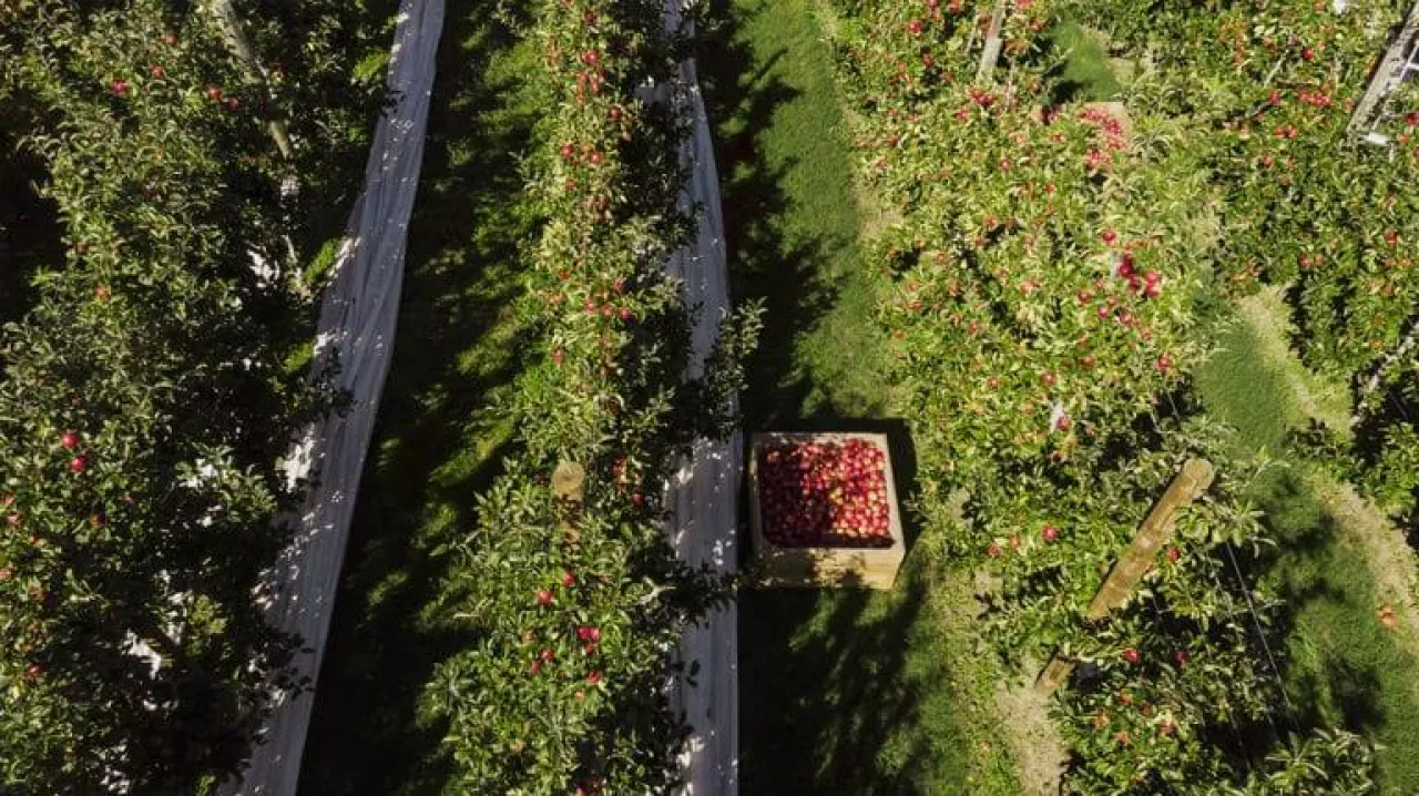 Sadownictwo w Nowej Zelandii