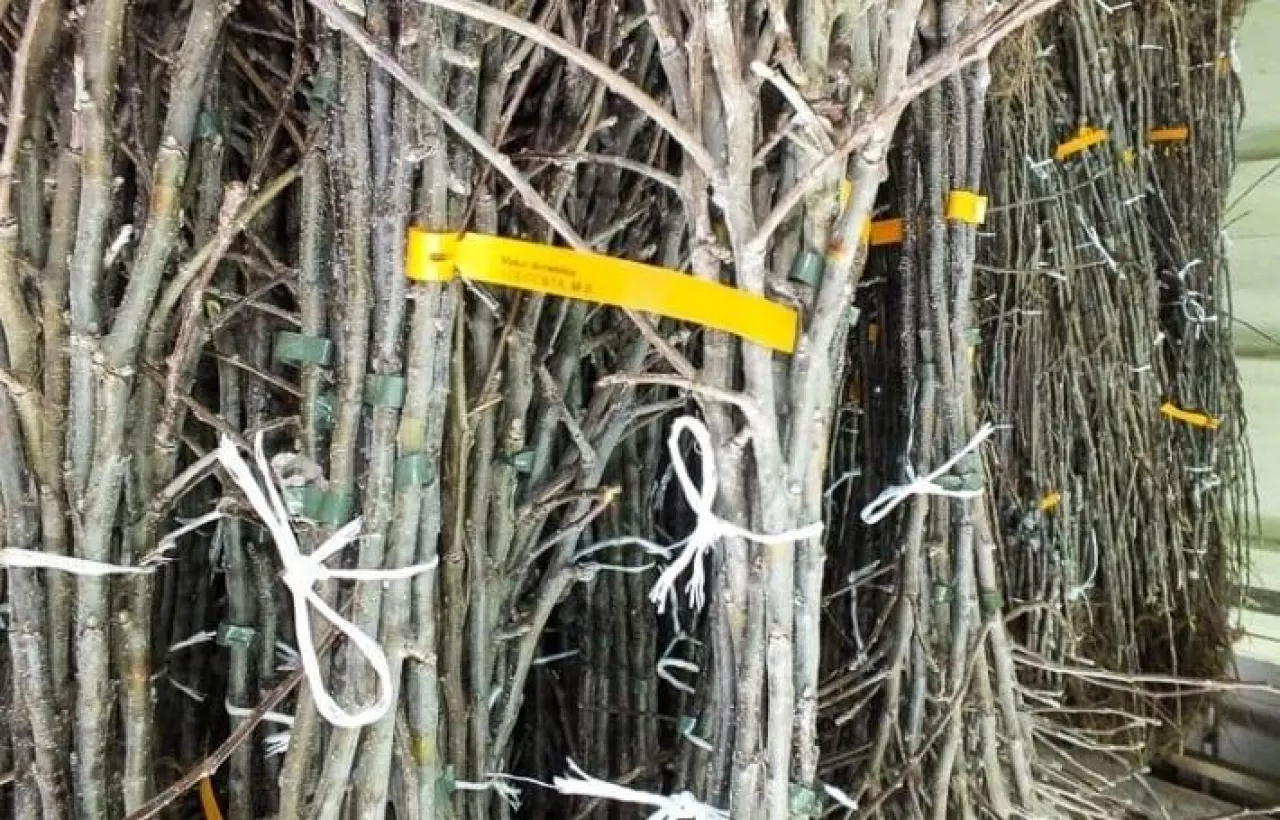 Sadowniczy materiał szkółkarski