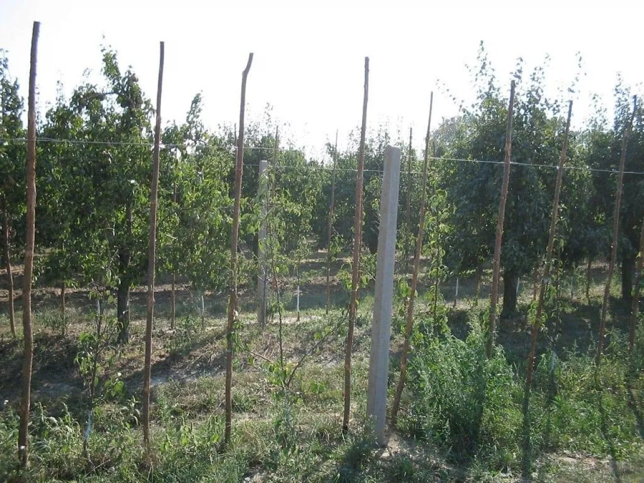 Przywróćmy tradycyjne sady