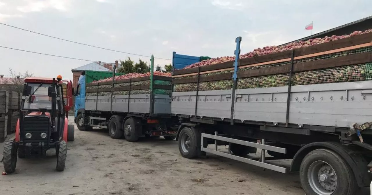 Idared jdzie na przetwórnie