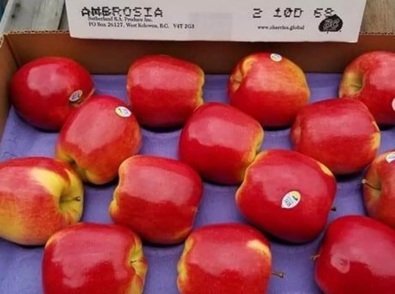 Dwukolorowe jabłka Ambrosia