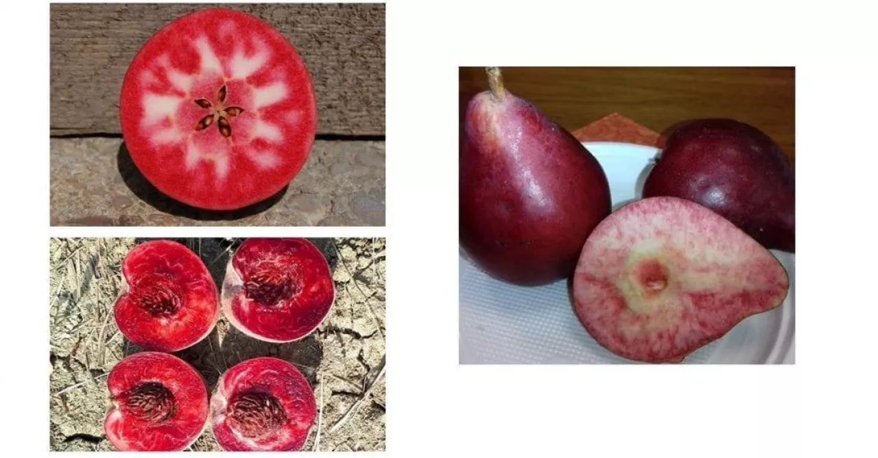 Czerwony miąższ jabłka, grusze, brzoskwinie
