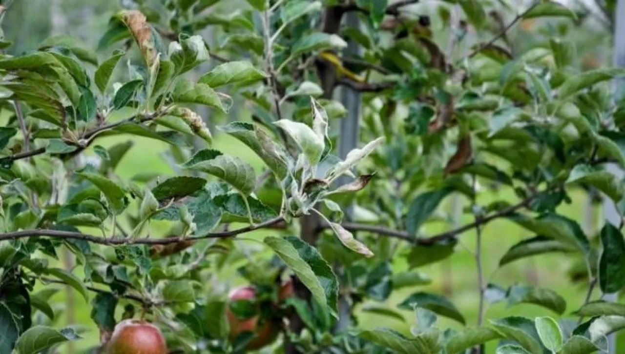 Wycofane sadownictwo - fungicydy