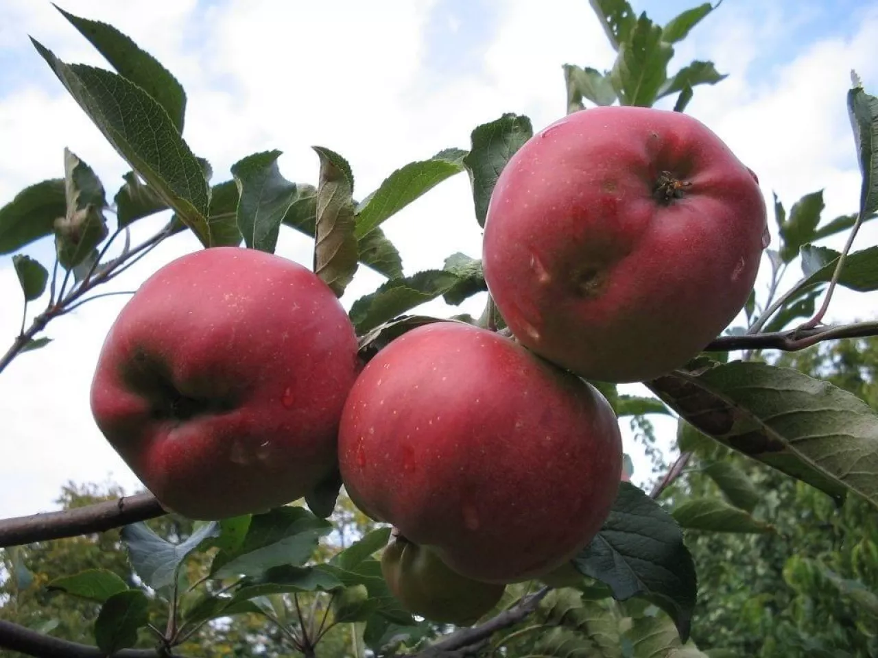 Sadownictwo - jabłka w Polsce 2019