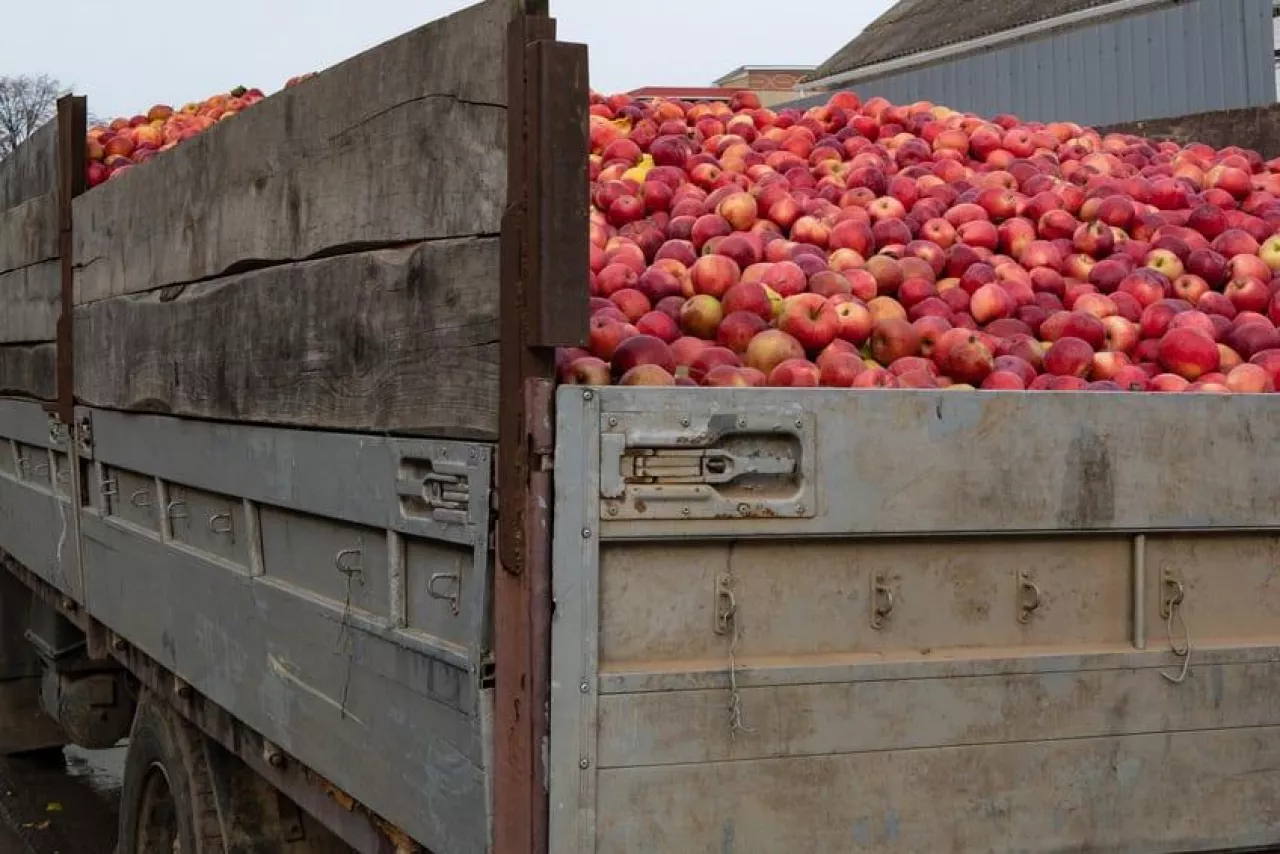 close up of truck full of red ripe apples ready for export. harvest, fruitfulness, agriculture concept