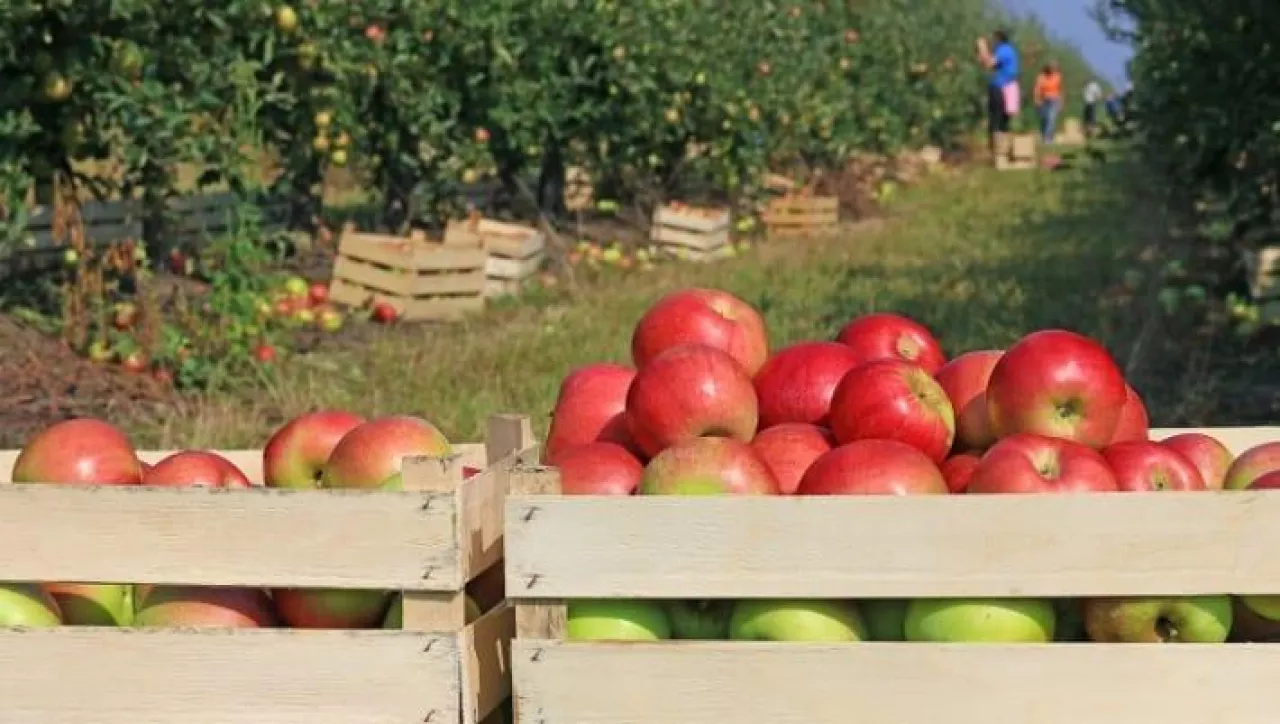 Opłacalność produkcji sadowniczej w Rosji
