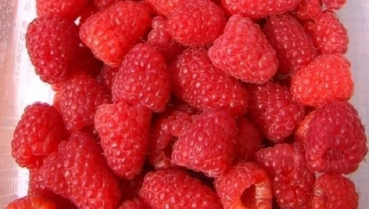 Maliny i jeżyny w Gruzji