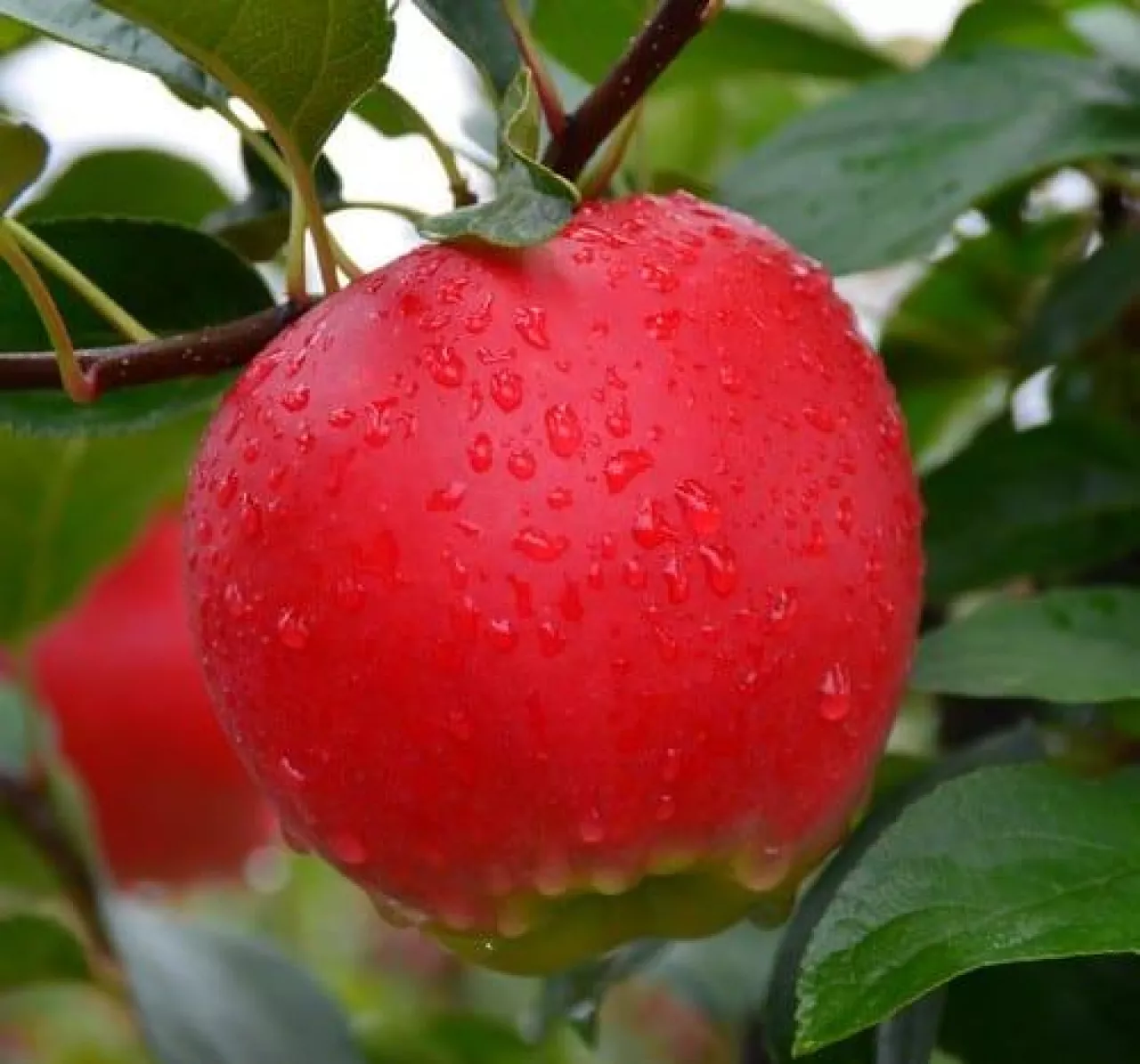 Odmiana jabłoni HC2-1