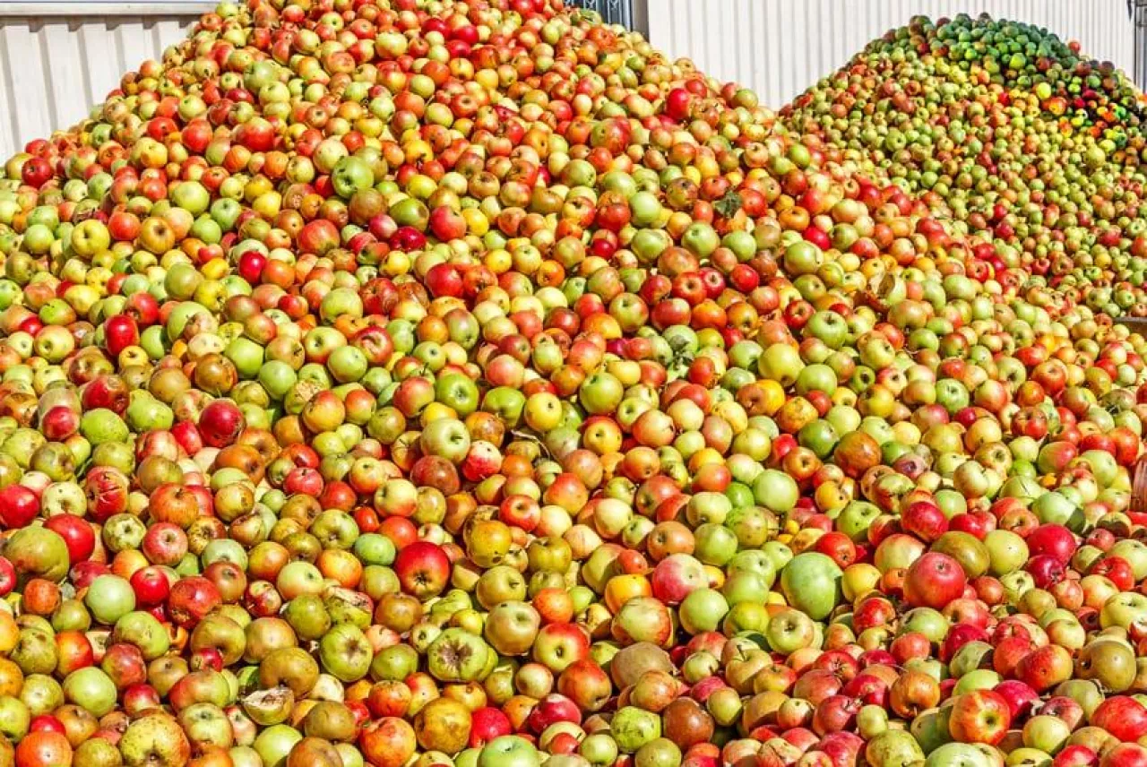 Jabłka przemysłowe