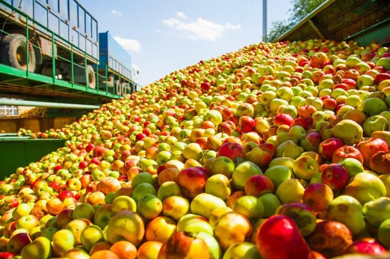 Ripe apples being processed and transported in an industrial production facility. Food industry. Textured background.