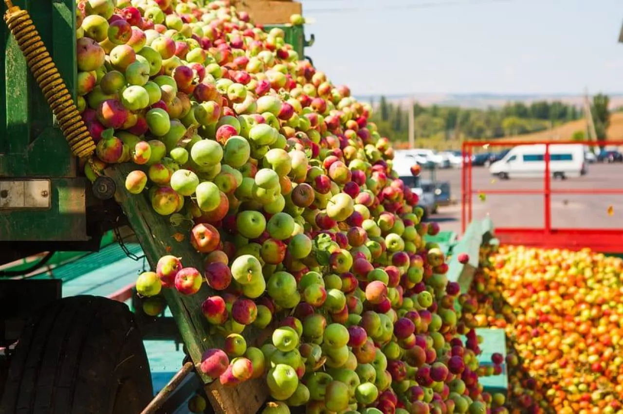 Ripe apples being processed and transported in an industrial production facility. Food industry. Textured background.