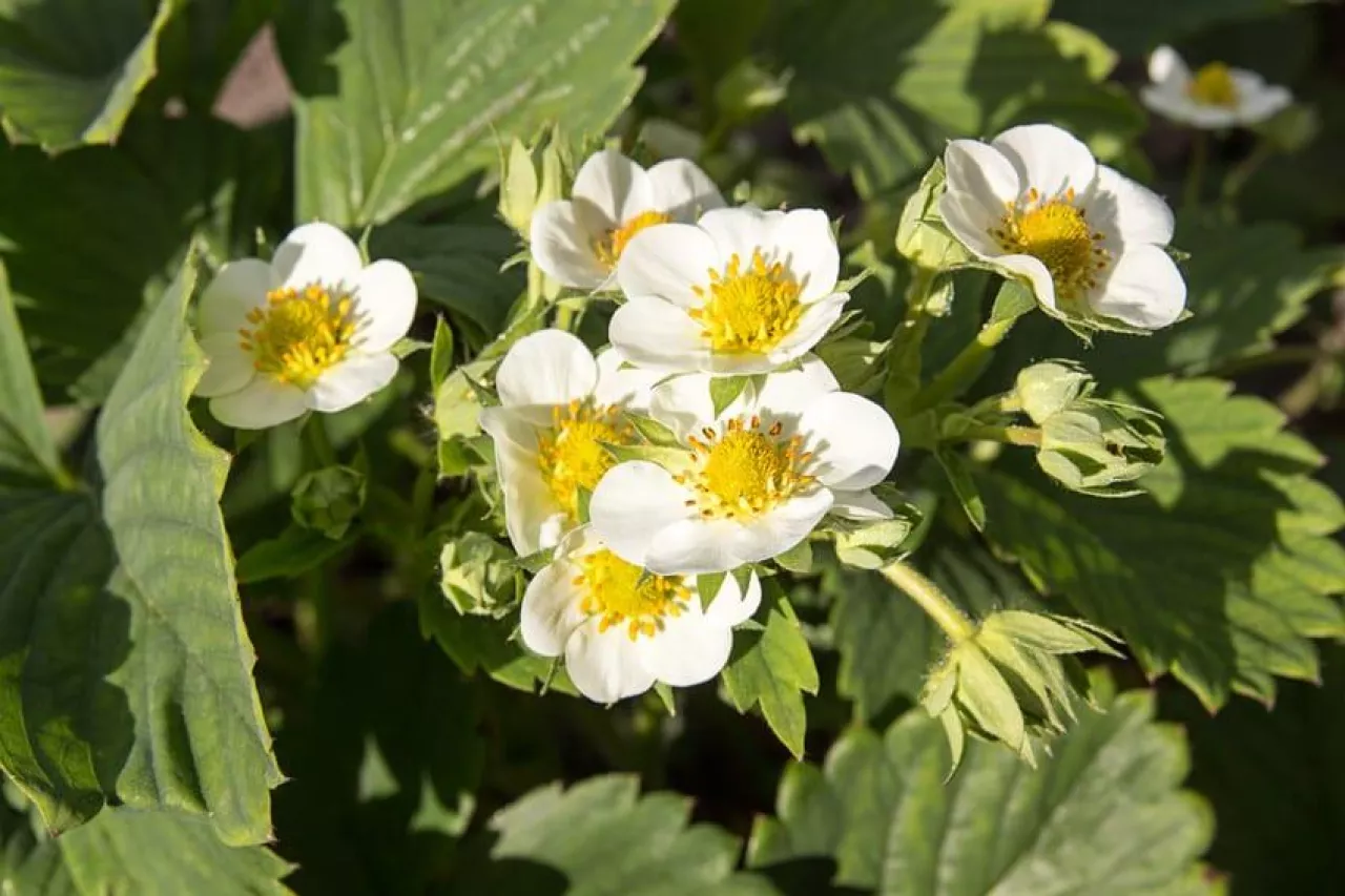 Blossoming strawberry. Strawberry field. Strawberry flowers. Summer.