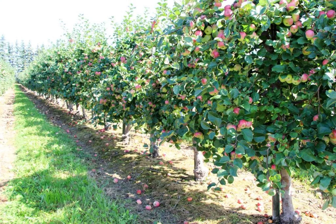 Sady i jagodniki w Rosji