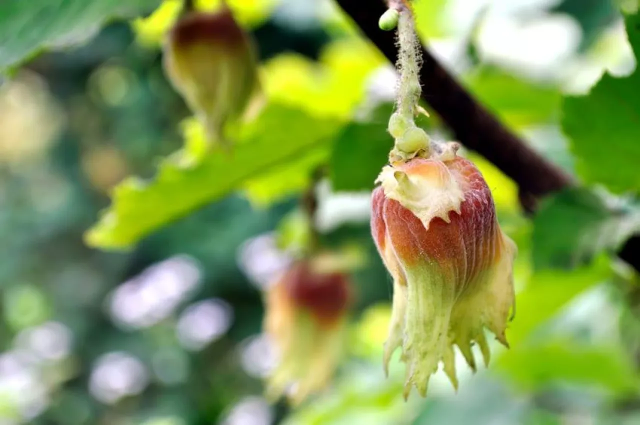close-up of hazelnut on filbert tree branch