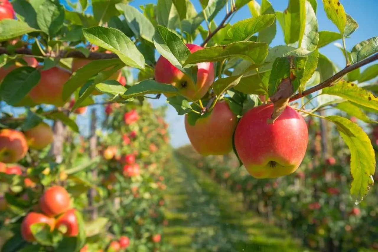 trees full with ripe red apples in the netherlands