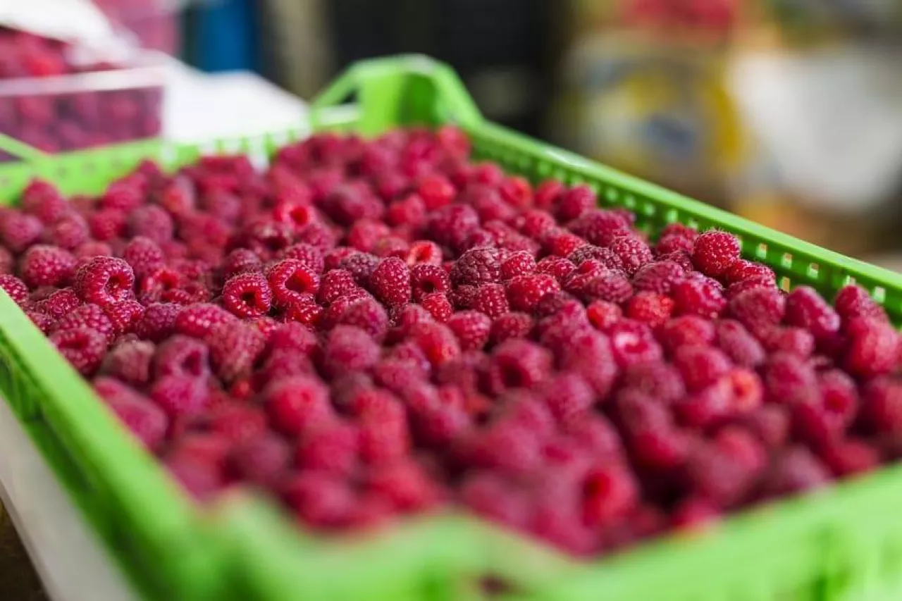 Raspberries at the market place, close up