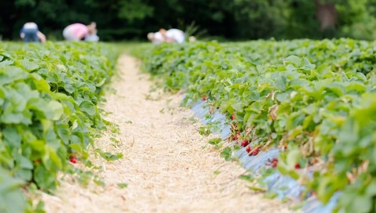 Rows of strawberries shrubs on agricultural farm. Horizontal low angle view with shallow depth of field. Blurred real people picking strawberries in background