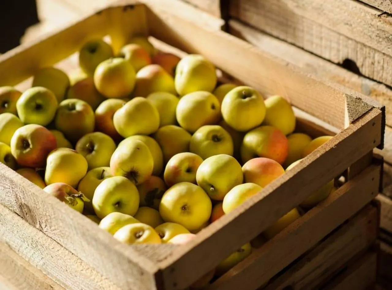 Wooden crate box full of fresh green apples