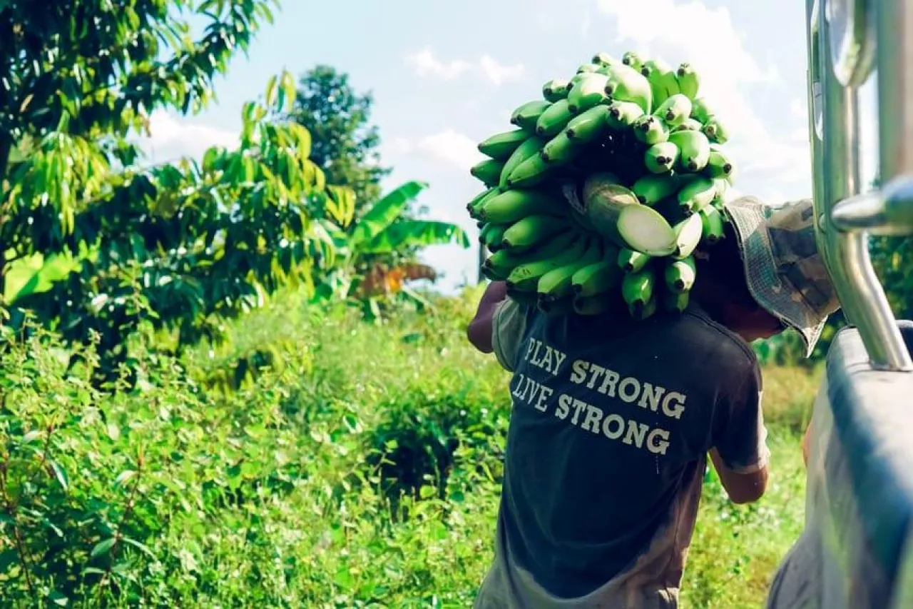 farmer bearing green banana on farm.Labor holding green banana for sell.