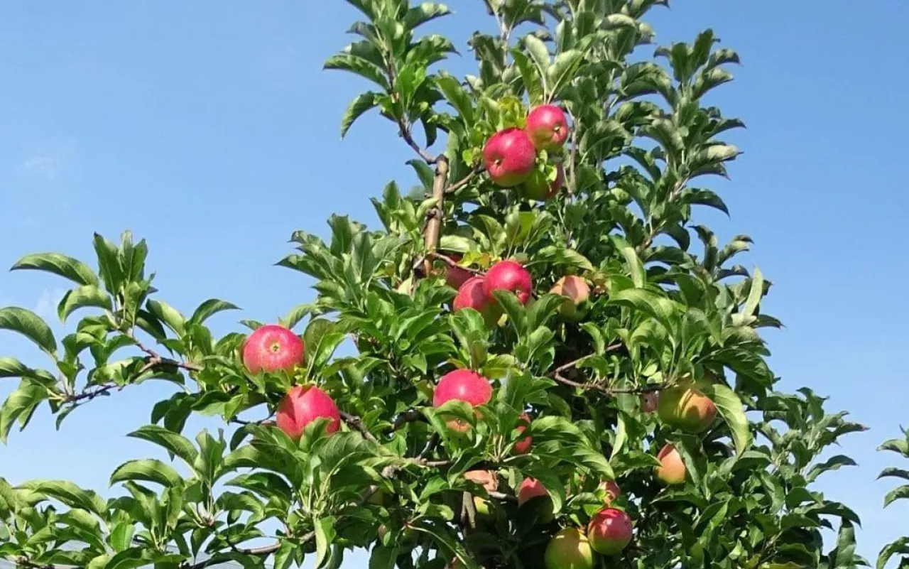 Jabłka przed zbiorami