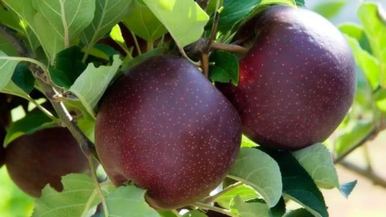 ST808.15 new variety of apples on tree in orchard at MHRI Manjimup Horticulture Research Institute. Images will not be available outside the project because selections are pending PBR and US Patent and inappropriate use of images could jeopardise grant of rights.