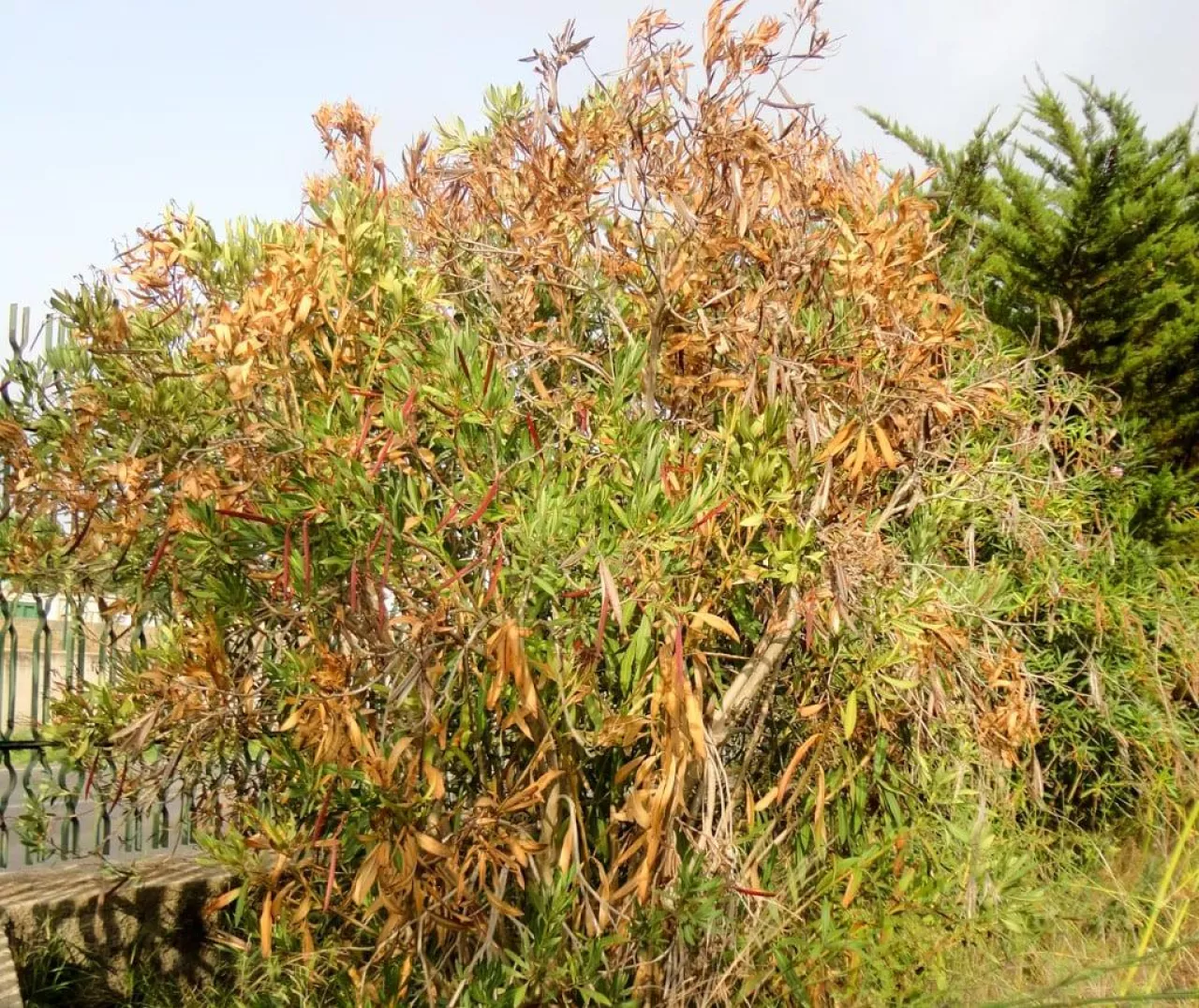 Fot.1. Objawy porażenia oleandra przez Xylella fastidiosa: zasychanie brzegów liści..
