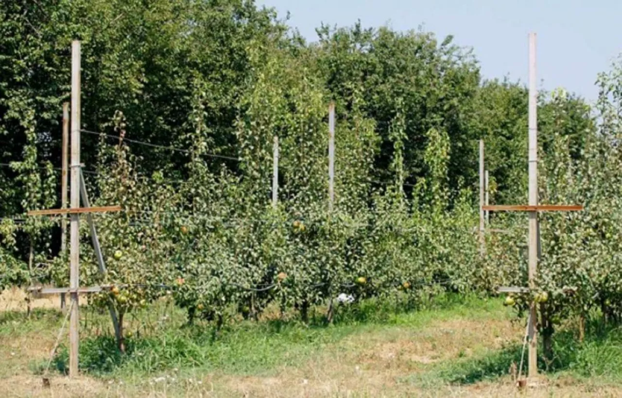 Nowego typu kwatera sau jabłoniowego w okolicach Izniku (północna Turcja)