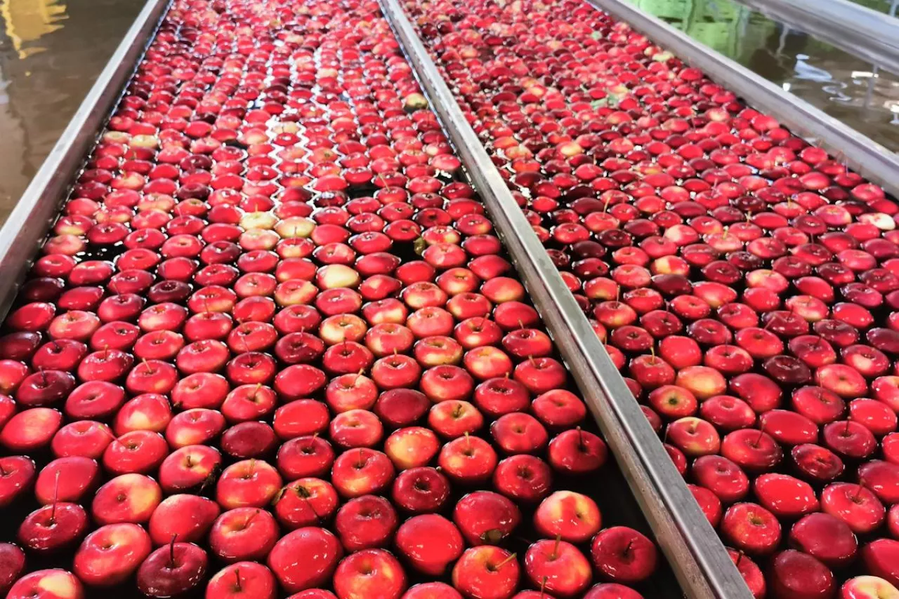 jabłka sortownia