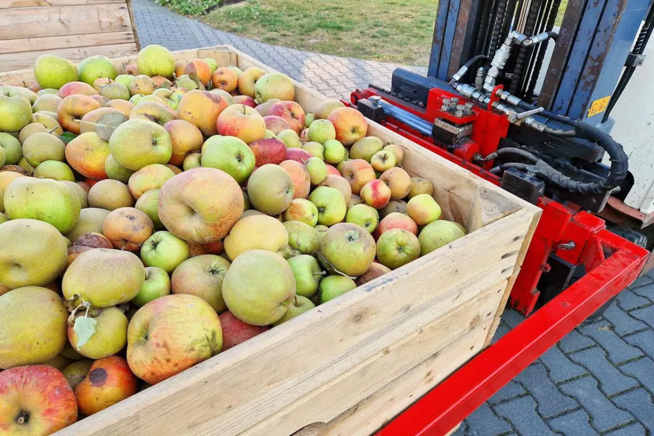 jabłka przemysłowe