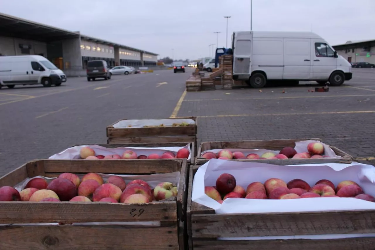jabłka na rynku hurtowym w sandomierzu