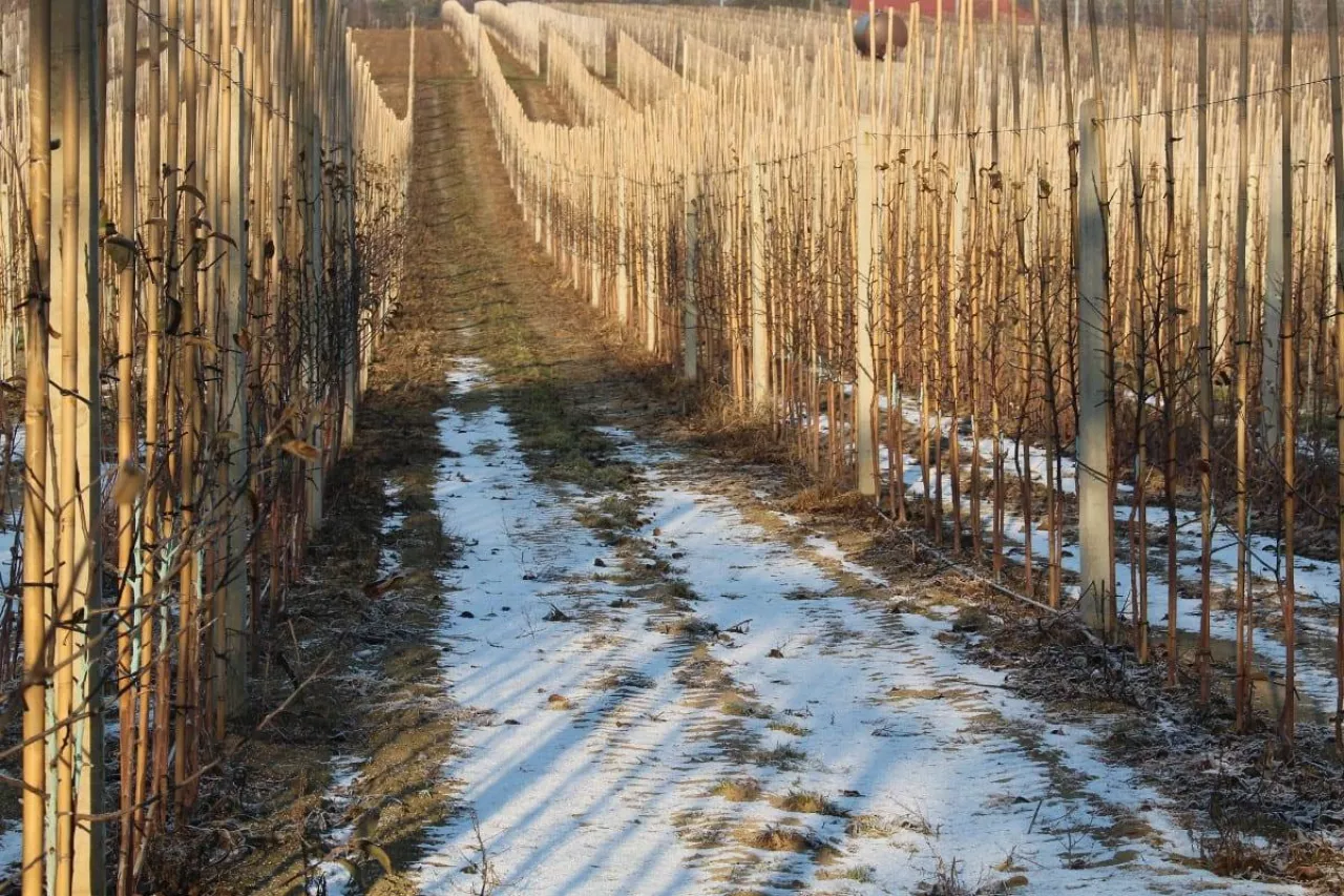 śnieg prognoza pogody