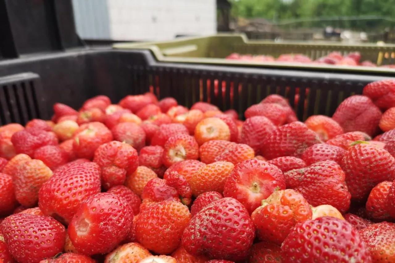 ceny truskawek w skupie 2025