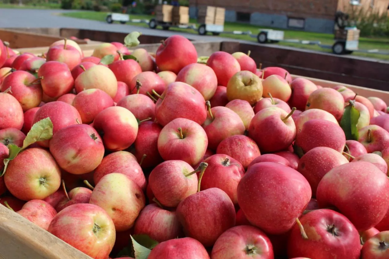 koncentrat jabłkowy