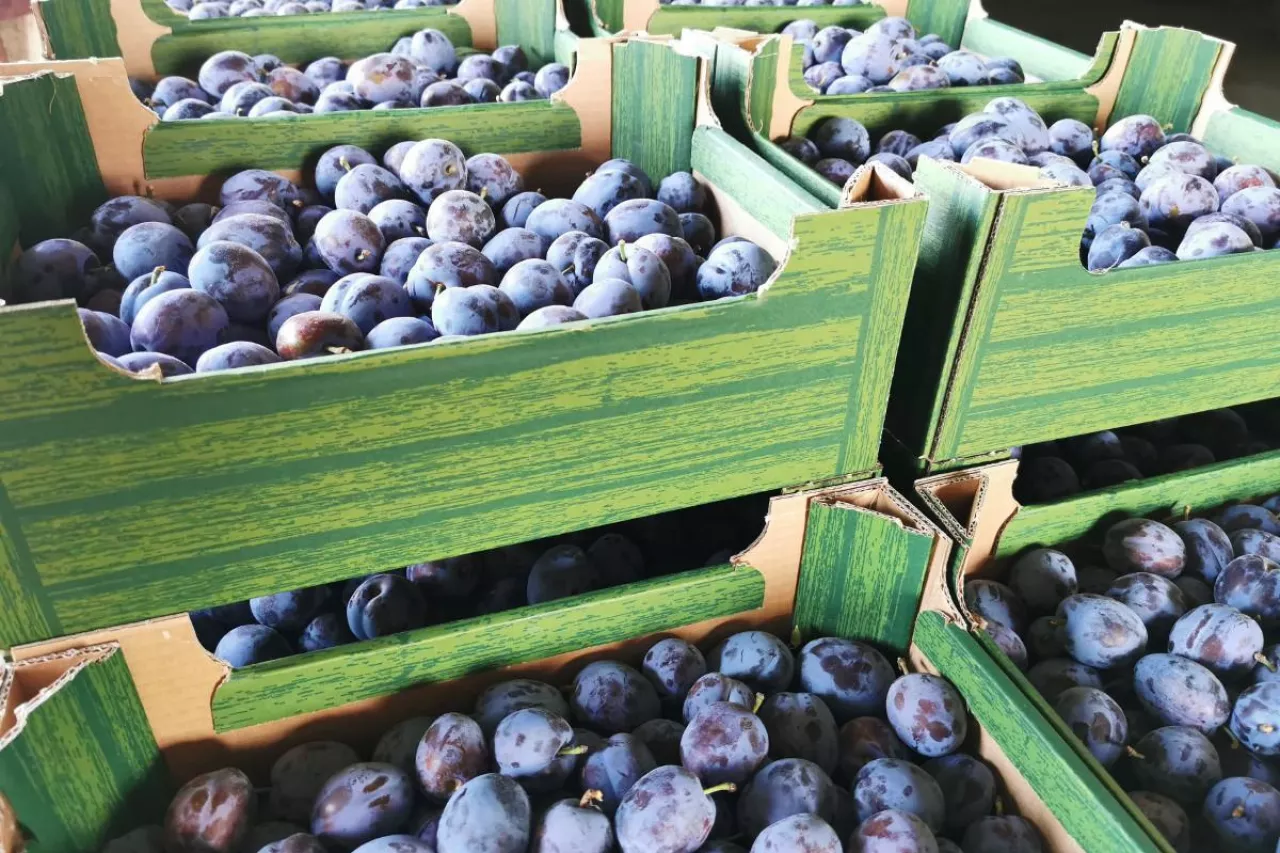 mołdawskie śliwki w ue